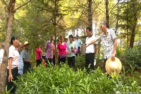 武平这乡镇走心了！林下“趟”出致富新路子~图片