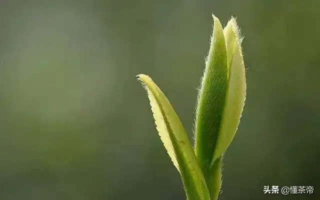 你喝的茶叶上是有毛毛吗？那是茶毫还是霉变？
