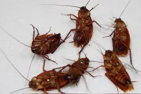 家里有蟑螂，别买蟑螂药了，教你一招，安全又有效图片