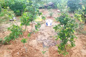 大家参观一下我家的果园，有嘉宝果树，波罗蜜树，香蕉，杨桃树图片