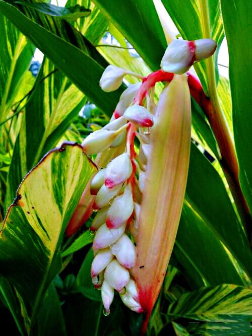 豆蔻～姜科山姜属植物