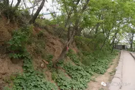 太阳沟的故事—神机大营图片