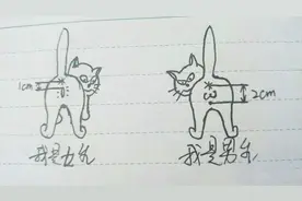 猫怎么分公母 通过看这两个小孔的距离 1秒分清是男是女视频封面
