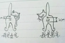 猫怎么分公母 通过看这两个小孔的距离 1秒分清是男是女视频封面