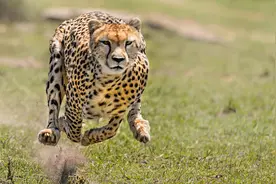 速度，让猎豹成了大猫中的“猎杀之王”，同时也埋下了巨大隐患图片