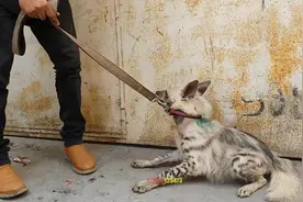 野狗啃骨完整版图片