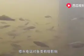修水电站对鱼类有什么影响？快来西瓜视频了解吧图片
