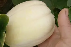 香瓜品种大全图片和名称大全图片