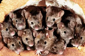 澳大利亚的老鼠有多可怕？曾一个悉尼5亿只老鼠，灭鼠按吨计算图片