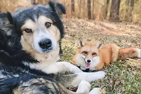 女子为了图省事，将1条狗和1只狐狸养在一起，随后画风却跑偏了图片