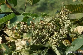 这个树果是冷门风味香料，它和多种常用香料契合度高，用途广泛图片