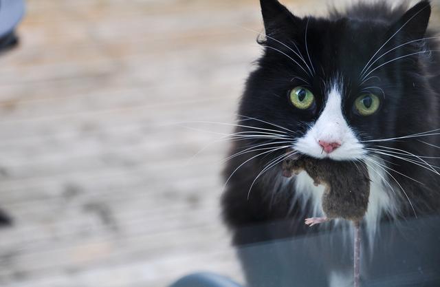 猫咪的尿液奇臭无比？那可能它的这项能力很厉害