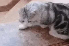 猫咪在家也频繁遭遇意外之伤，铲屎官还不快让家变得更安全？图片