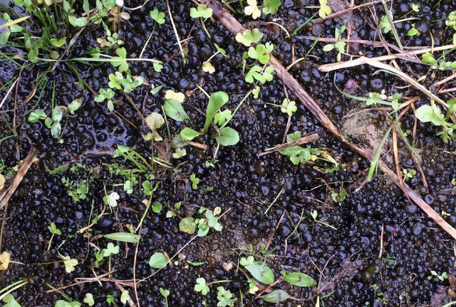 叫米不是米，附生于稻田，曾遭嫌弃没人捡，如今靠种植才够吃