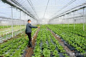 磷酸二氢钾灌根好还是喷叶好？怎样搭配蔬菜产量高，不能不知图片