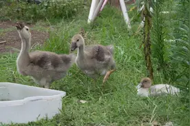 英单身男花700元买两只鹅当宠物，遛鹅太吵被禁养，直呼心碎图片