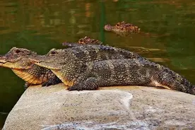 辟谣：把龙的原型认成鳄鱼，那绝对是在侮辱古人的智商图片