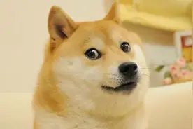外网疯了！“狗狗币”暴涨沙雕网友闭眼买：谁买到谁暴富图片