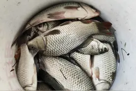 野钓日记（9）图片