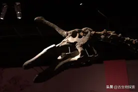 恐龙家族中的“独角兽”其实并不存在图片