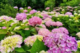 植物界的色彩魔法师——绣球花图片