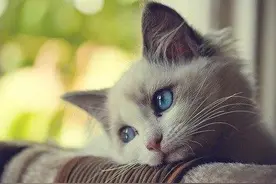 猫咪总爱捣乱？怎样正确惩罚它？学会以下四点就可以了图片