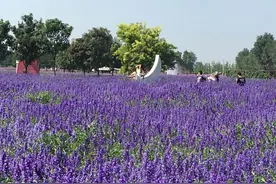 500亩薰衣草绽放 紫谷伊甸园里呈现紫色花海图片