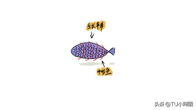 看鱼鳞可以知道鱼的年龄吗