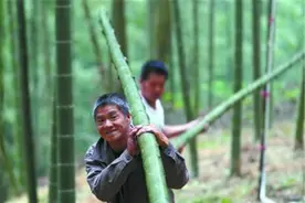 坚持造林绿化先锋，毛竹造林栽培技术分析，保护当地生态环境图片