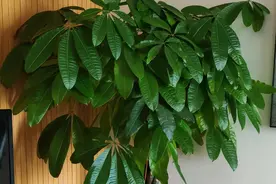 发财树老黄叶，不只是缺水，原因有很多，配图说明一目了然图片