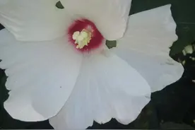 人体是由哪些物质组成的图片