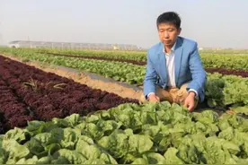 给肯德基提供生菜！山东农民包下十万亩土地，一年收入接近10个亿图片