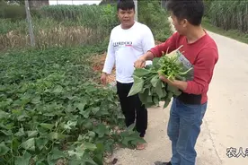 西瓜PLAY大赛结束，广西网红实力超群，全面碾压四川网红图片