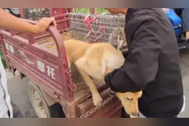 河南：老人不舍狗狗被拽将它抱下车，却以400卖狗贩，狗贩：不杀图片