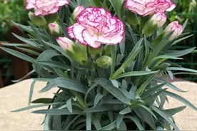 三种好养又漂亮的花，越养越喜欢。图片