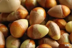 银杏果去内皮儿、毒芽及保鲜储存的方法图片