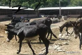 驴肉价格下滑，一头驴不算人工要亏450元，来年还有人养驴吗?图片