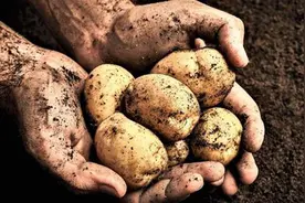 爱尔兰"土豆饥荒"血与泪：被饥饿操控的少女，如何走向了地狱？图片