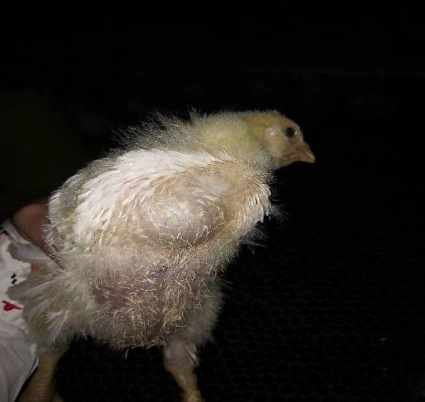 鸡皮肤胀气吃什么药