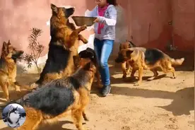 姑娘养了8只德牧，朋友都不敢去拜访，网友：很有安全感啊图片