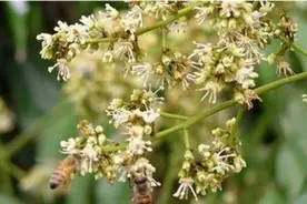 高温多雨还有“倒春寒”，荔枝保花保果不容易！收好这套实用技术图片