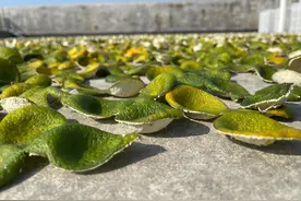 教你如何买到高品质正宗新会陈皮图片