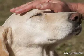 狗狗喜欢被主人摸头，看上去很享受，你知道原因吗？图片