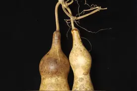 超完美 连藤花皮葫芦图片