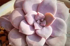 3种紫色多肉，简简单单养护，让你的春天变得明媚优雅图片