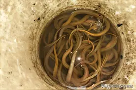 怎样才能捉到昼伏夜出的黄鳝，学会了这些，您也将多项挣钱门道图片