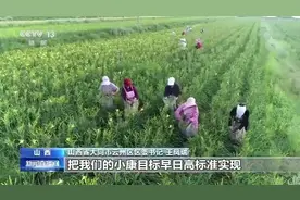 走向我们的小康生活丨山西云州区：小黄花做成大产业 奔小康的路越走越宽图片