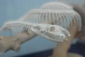 我国最毒的蛇是什么？真的不是眼镜王蛇，而是性情温和的银环蛇图片