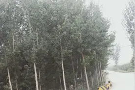 小树林里的段子手图片