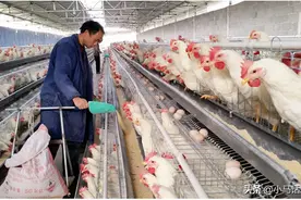 8月5日，蛋价全线下跌，啥原因导致？会跌回原形吗？看完有数了图片